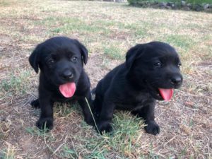 due cuccioli di labrador di colore nero